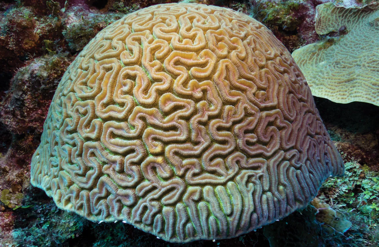 <p>Grooved Brain Coral</p>