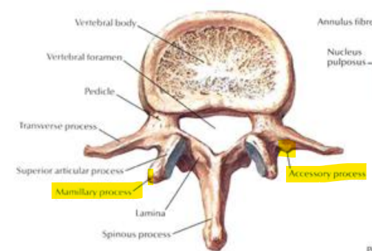 <p><u>accessory </u>processes: roots of TPs, medial intertransverse muscle attachment</p><p><u>*mamillary:</u> tip of superior facet, multifundus attachment</p>