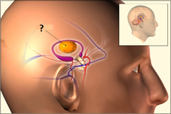 <p>a forebrain structure that processes sensory information for all senses, except smell, and relays it to the cerebral cortex</p>