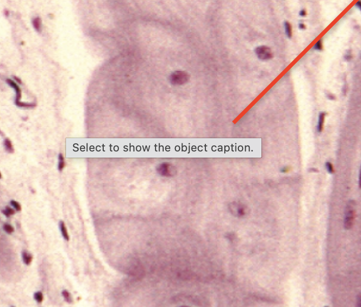 <p>Identify the structure(s)</p>