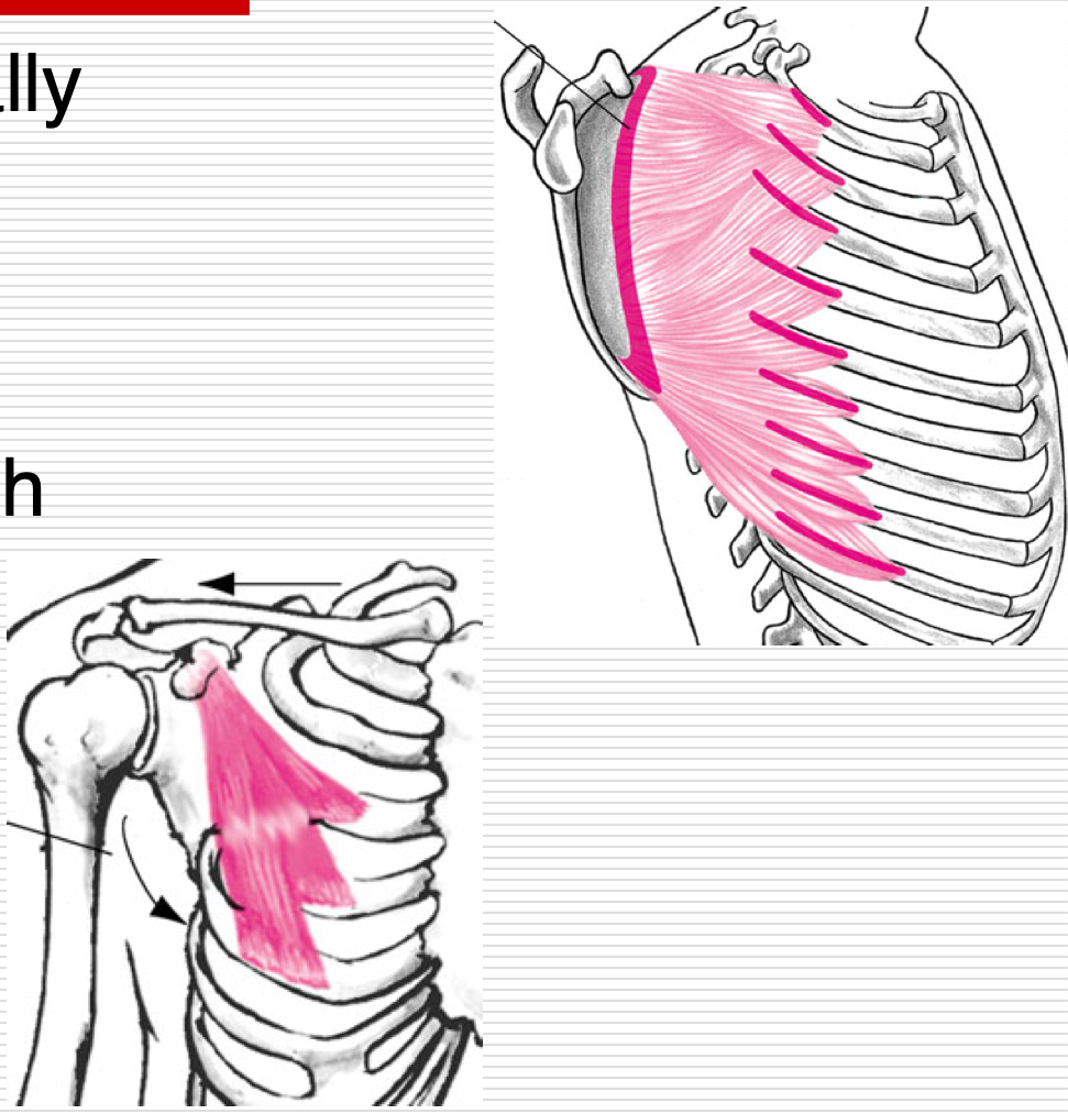 <p>Scapula move laterally away from spinous processes without rotation </p><p>Ex - push up & bench press</p><p>Agonists </p><ul><li><p>Pectoralis Minor </p></li><li><p>Serratus Anterior </p></li></ul><p></p>