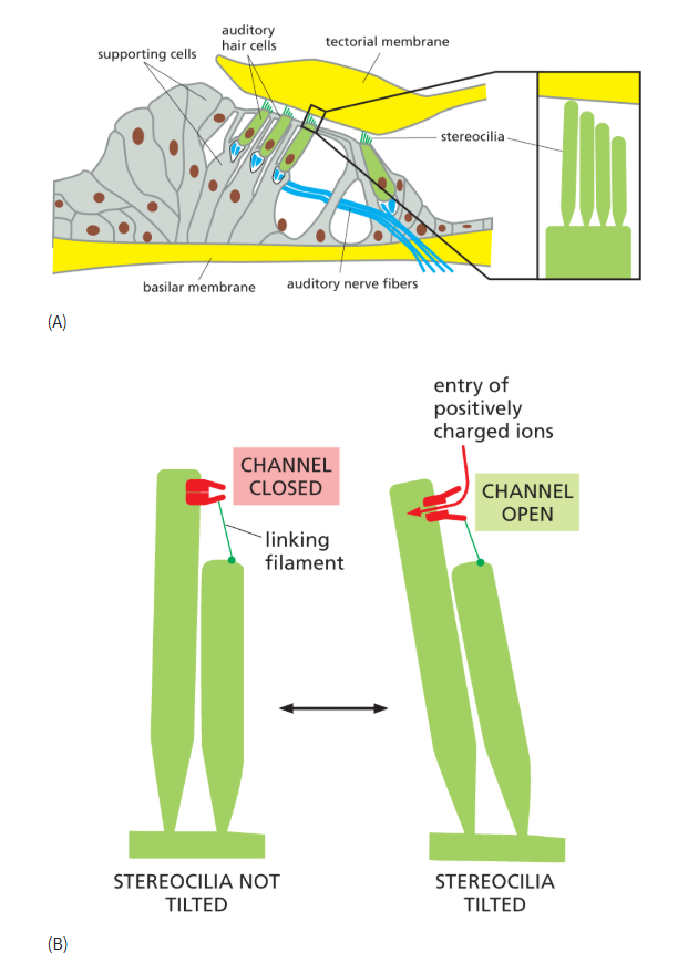 <ul><li><p>stereocilia of auditory hair cells attached to tectorial membrane, which vibrates due to sound waves</p></li><li><p>movement of stereocilia open mechanically gated ion channels,<strong> resulting in influx of + ions</strong></p></li><li><p>this activates underlying auditory nerves</p></li></ul><p></p>