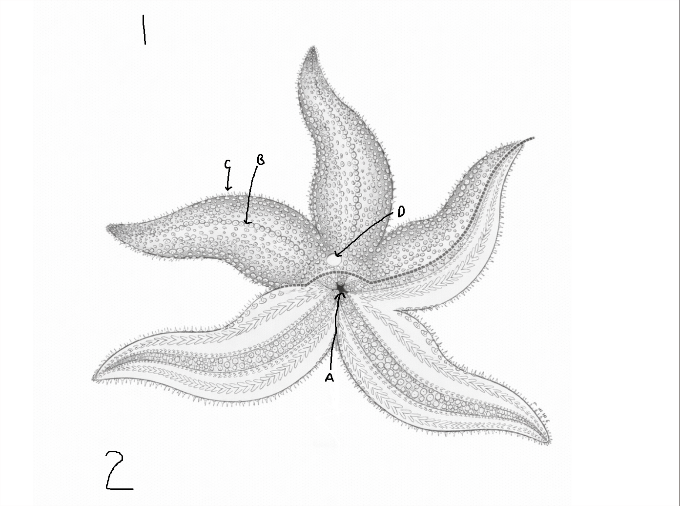 <p>What does letter A show on this diagram?</p>