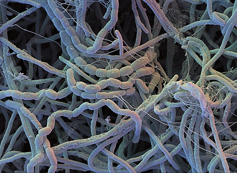 <p>= een geslacht van Gram+ bacteriën</p><ul><li><p>leven voornamelijk in bodem en water</p></li><li><p>allergrootste bacteriegeslacht die we kennen</p></li><li><p>hun groei lijkt bizar veel op die van filamenteuze schimmels (draadschimmels)</p><ul><li><p><strong>Vegetative mycelium:</strong> Ze groeien als vertakte draden (<strong>branching hyphae</strong>) ín de bodem of voedingsbodem om voedingsstoffen op te nemen, precies zoals het mycelium (de zwamvlok) van een schimmel.</p></li><li><p><strong>Aerial hyphae:</strong> Wanneer ze zich willen voortplanten, groeien er draden de lucht in (<em>aerial hyphae</em>). Op de toppen van deze luchtdraden vormen zich ketens van <strong>sporen</strong> (<em>fruiting bodies</em>) waarmee de bacterie zich verspreidt.</p></li></ul></li></ul><p></p>