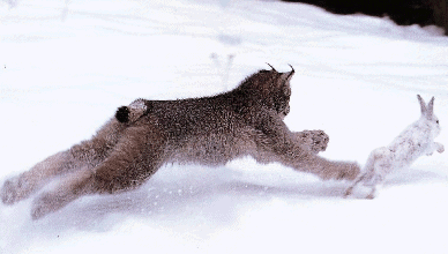 <p>an organism that hunts, kills, and consumes another organism (its prey) for energy and matter</p>