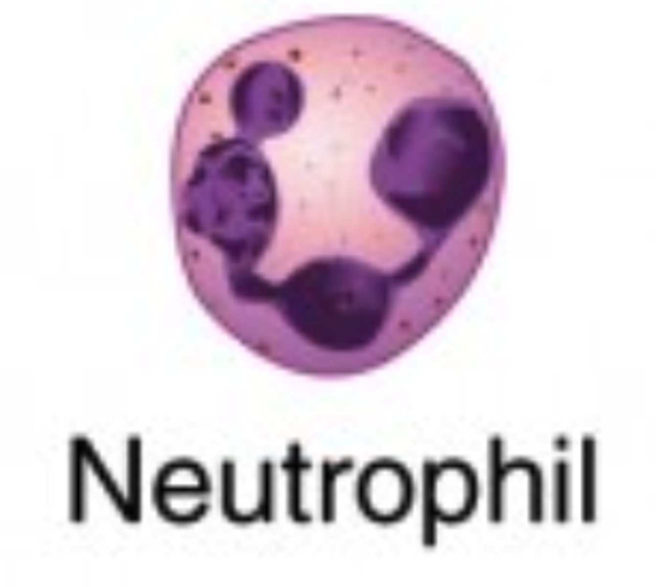<p>neutrophils</p><p>(Note: a type</p><p>of phagocyte)</p>