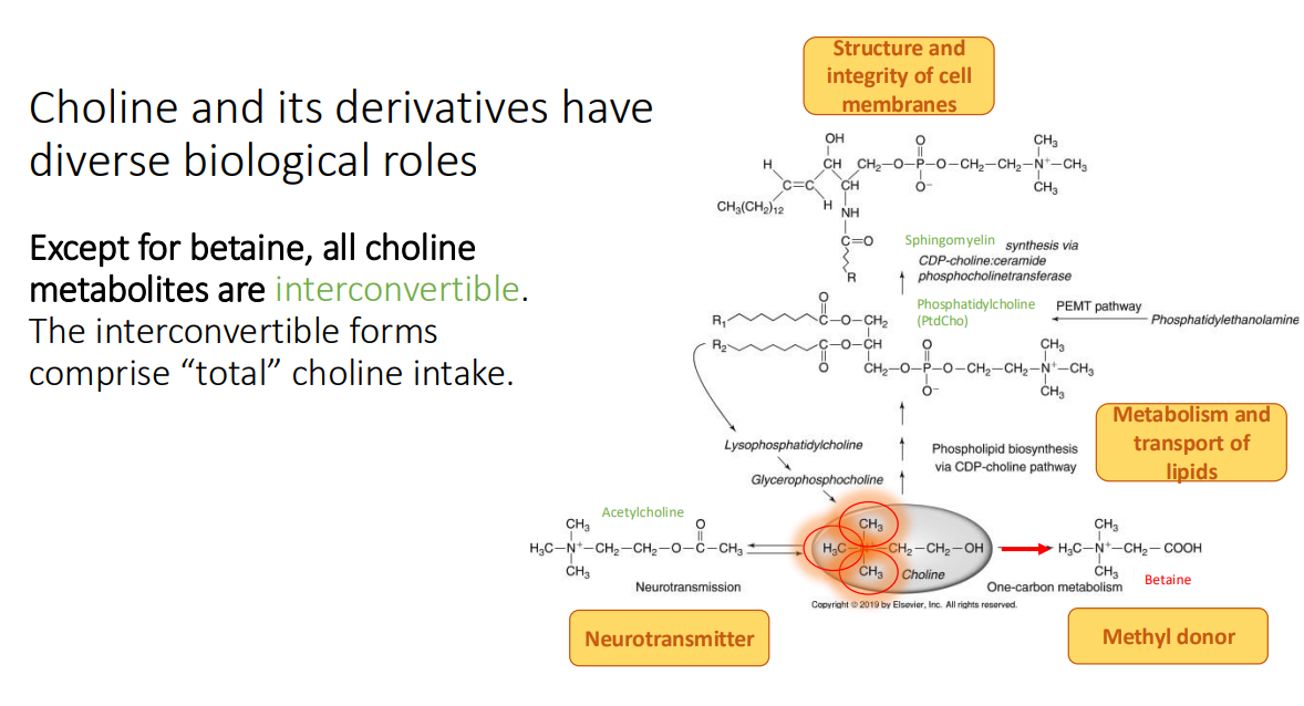 <p>interconvertible</p><ul><li><p>The interconvertible forms comprise “total” choline intake.</p></li></ul><p></p>