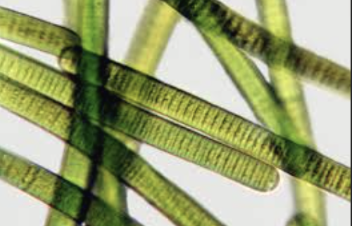 <p><strong>Domain: </strong>Bacteria</p><p><strong>Kingdom:</strong> Bacilliati</p><p><strong>Phylum:</strong> Cyanobacteria/Cyanobacteriota</p>