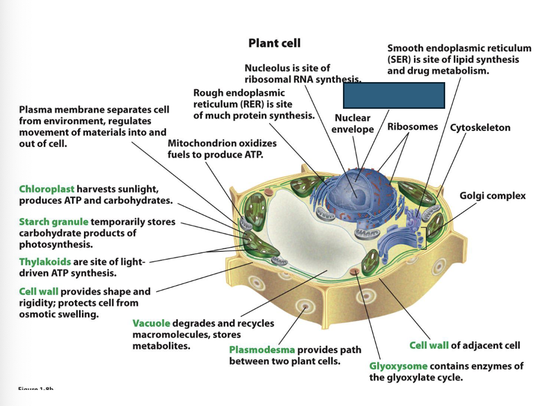 term image