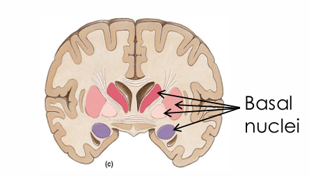 <ul><li><p>Embedded deep within the white matter</p></li><li><p>Islands of gray matter deep within the white matter</p></li></ul><p></p>