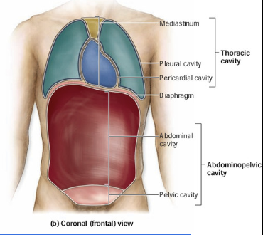 <p><span style="background-color: transparent;">Contains the bladder and reproductive organs</span></p>