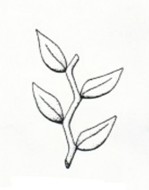 <p>Alternate and Distichous</p>