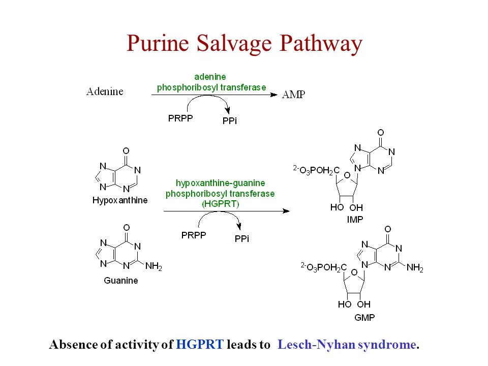 <p>A pathway that recovers bases and nucleotides from DNA/RNA degradation to rebuild nucleotides (ATP, GTP, CTP, UTP), serving as an energy-efficient alternative to de novo synthesis. This pathway is crucial for tissues with low de novo capacity (brain, bone marrow) and is often upregulated in cancer</p>
