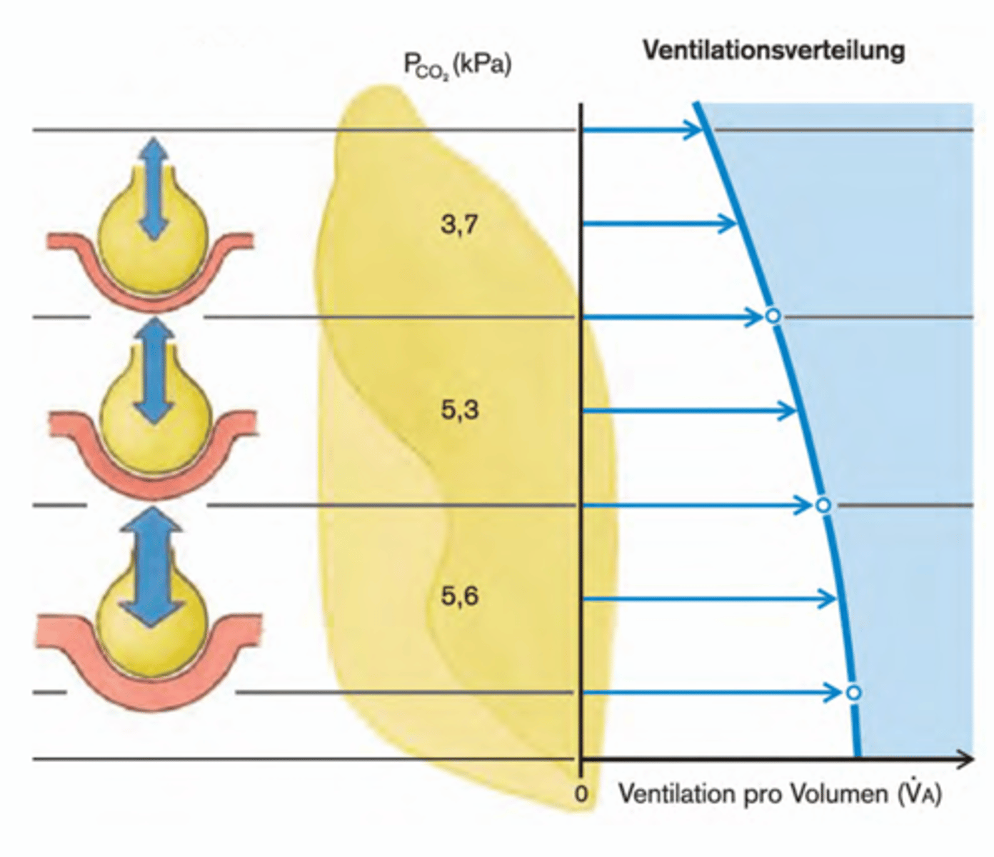 <p>Das liegt an der Schwerkraft und den damit verbundenen Druckverhältnissen im Pleuraspalt:</p><p>-Die oberen Alveolen sind durch diesen stärkeren Unterdruck bereits stärker gedehnt - also „vorgedehnt".</p><p>-Die unteren Alveolen sind weniger gedehnt -> sie haben mehr „Spielraum" zur Volumenzunahme.</p>