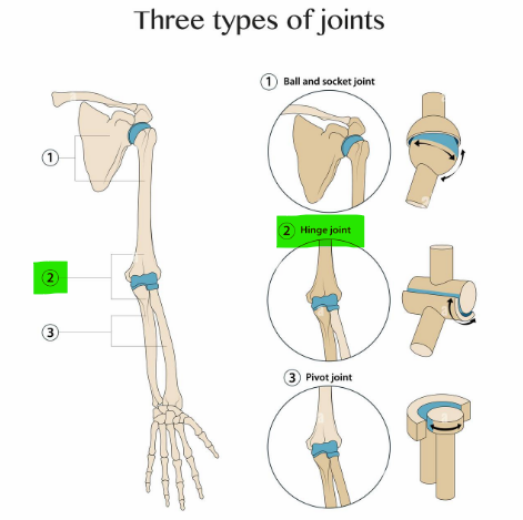 <p>Hinge joint </p>