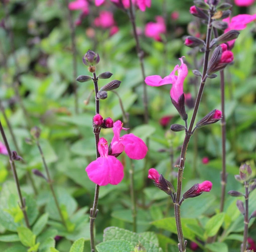 <p>Type: Herbaceous perennial (75x75cm) | Common: Shrubby sage | Features: Magenta-pink flowers with small white throat on arching stems (summer-autumn), aromatic leaves, tidy clump-forming habit, full sun, light well-drained soil.</p>