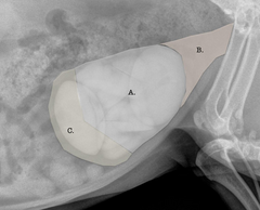<p>What are the 3 anatomic regions of the urinary bladder?</p>