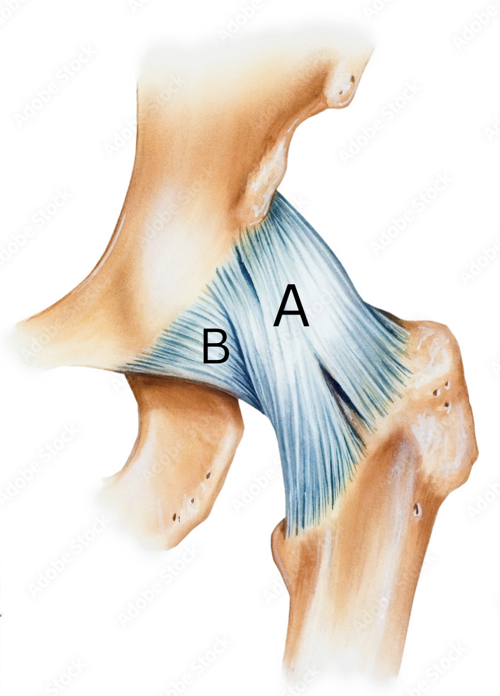 <p>Label these two hip ligaments</p>