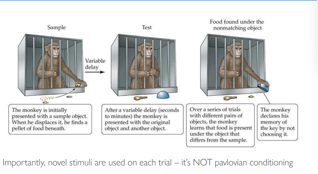 <ul><li><p>a novel stimulus is used on each trial</p></li></ul><p></p>