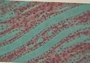 <p>what type of tissue is this?</p>