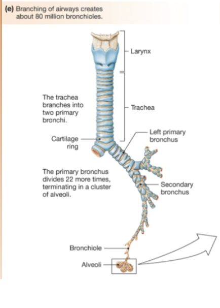 <p>Primary bronchi. . They branch off the larger bronchi and deliver oxygen-rich air to the tiny air sacs called alveoli. Unlike larger airways, bronchioles lack cartilage and are surrounded by smooth muscle that controls airflow.</p>