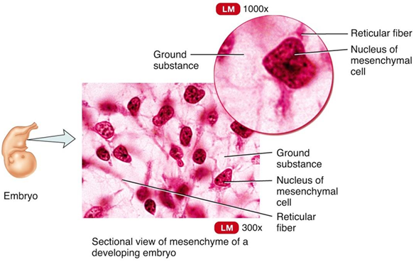 <p>Mesenchyme</p>
