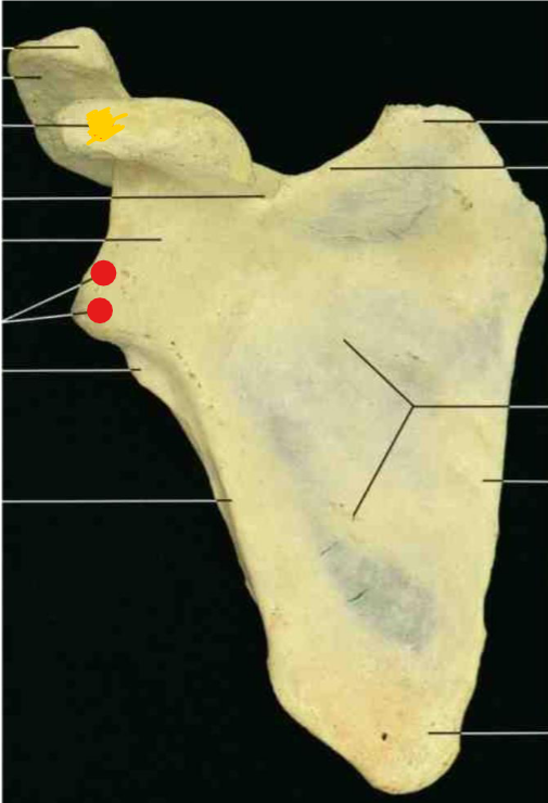 <p>Name this structure</p>