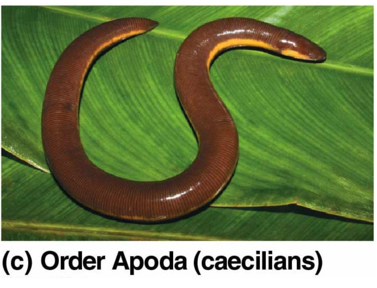 <p>Caecilians (Apoda)</p>