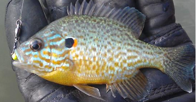 <p>Pumpkinseed</p>
