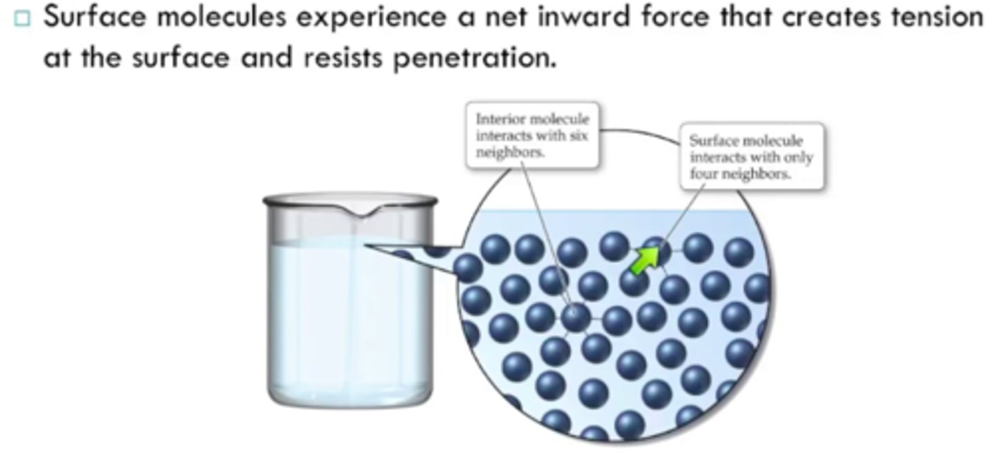 <p>cohesive forces</p><p>https://www.khanacademy.org/science/biology/water-acids-and-bases/cohesion-and-adhesion/v/surface-tension</p>