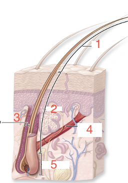 <p>Identify 4</p>