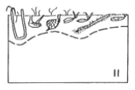 <p>Frist signs of <strong>stress, strong fluctuations, disappearance of echinoderms, </strong><span style="color: red;">decreasing species richness, </span><span style="color: green;">increasing productivity and biomass, and elevated RPD layer</span></p>