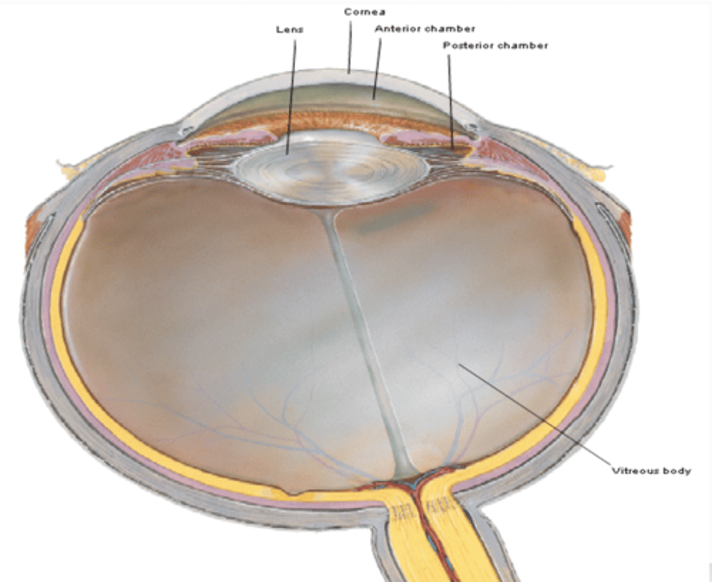<p>What is the lens and how is its curvature modified?</p>