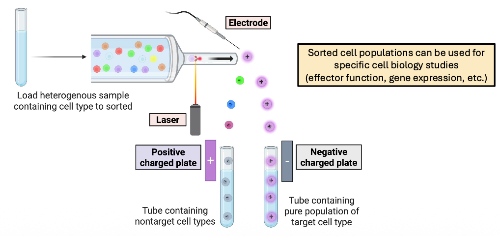 <p>Sorted cell populations can be used for specific cell biology studies (effector function, gene expression, etc.)</p><ul><li><p>load heterogenous sample containing cell type to sorted </p><ul><li><p>positive charged plate - tube containing nontarget cell types</p></li><li><p>negatie charged plate - tube containing pure population of target cell type</p></li></ul></li></ul><p></p>