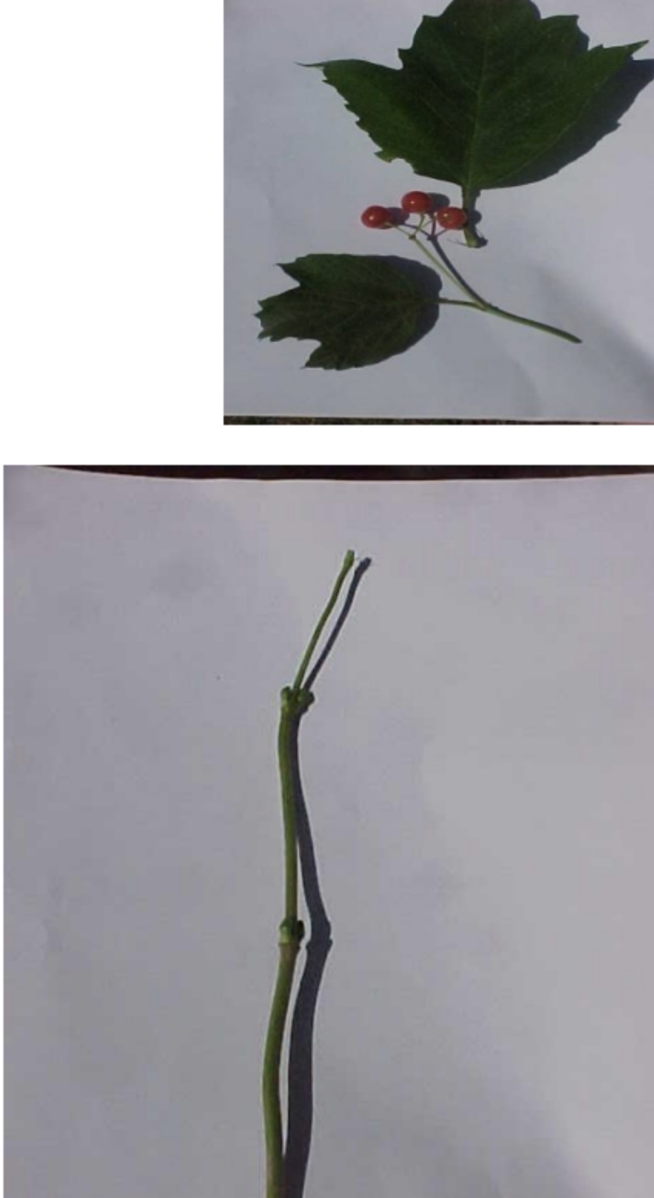 <p>What is this branch?</p>