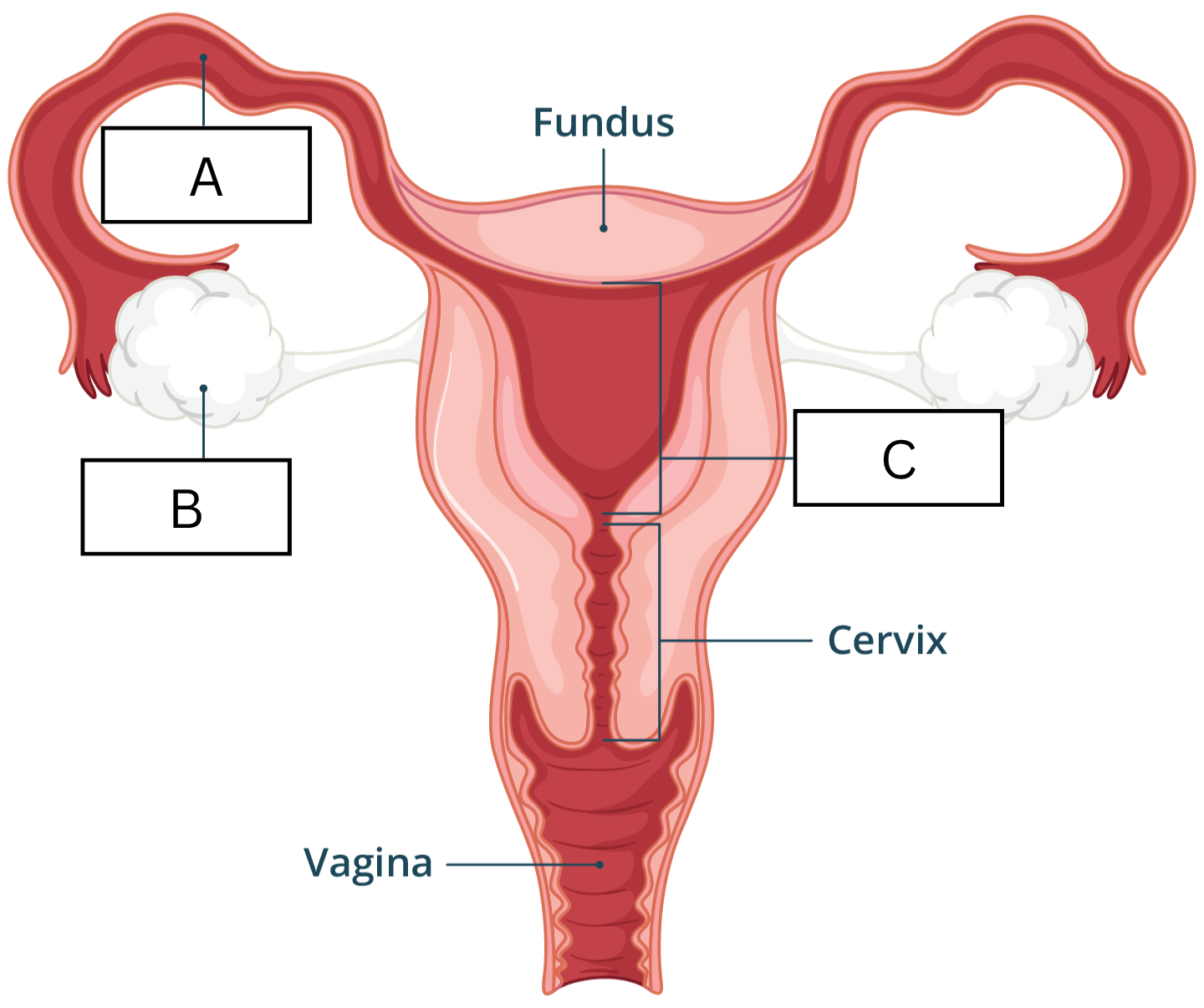 <p>Name A, B, and C.</p>