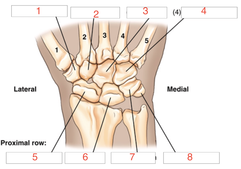 <p>8</p>