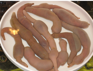 <p>Echiurans are sometimes called ______ worms</p>