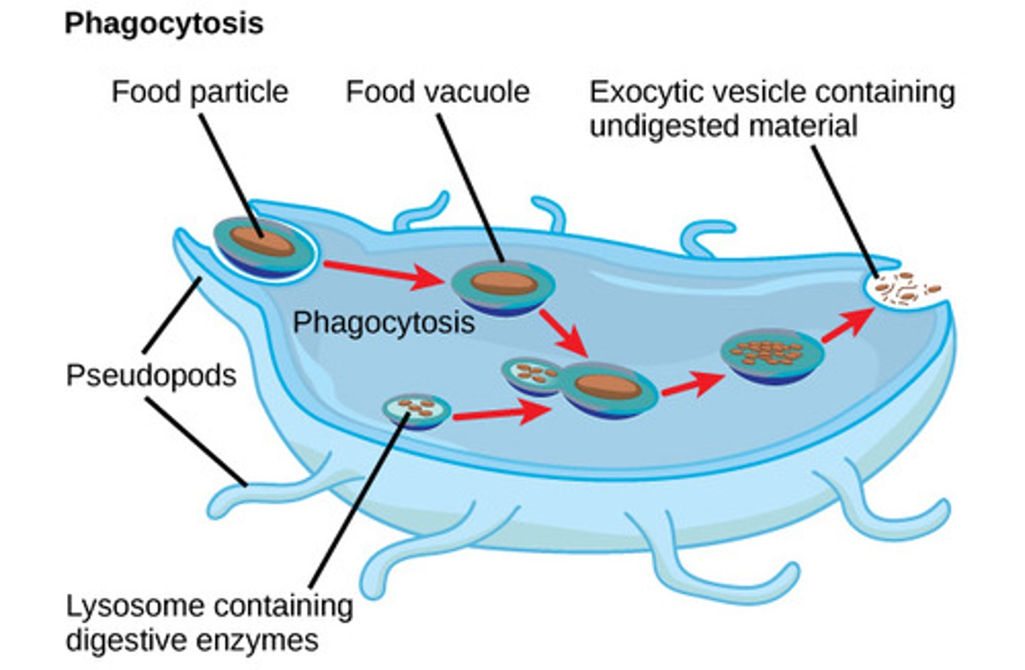 <p>food vacuole</p>