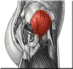 <p>abducts thigh at hip joint,</p><p>medially rotates thigh</p>