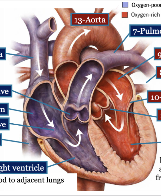 <p>blood flow within heart is unidirectional</p><p>1-superior vena cava = oxygen poor</p><p>2-inferior vena cava = oxygen poor</p><p>3-right atrium = oxygen poor</p><p>4-tricuspid valve = oxygen poor</p><p>5-right ventricle = oxygen poor, thinner wall; sends blood to adj lungs (pulmonary circuit)</p><p>6-pulmonary valve = oxygen poor</p><p>7-pulmonary arteries = oxygen poor</p><p>8-pulmonary veins = oxygen rich</p><p>9-left atrium = oxygen rich</p><p>10-mitral valve = oxygen rich</p><p>11-left ventricle = oxygen rich, blood enters and leaves the ventricles at base → ventricles must contract from bottom (apex) up to expel blood from base</p><p>12-aortic valve = oxygen rich</p><p>13-aorta = oxygen rich</p><p>—</p><p>force propelling the blood: pressure gradient, created primarily by the contraction and relaxation of the heart muscle</p><p>p1 left ventricle → p2 aorta</p>
