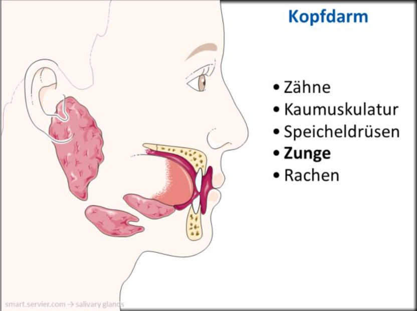 <p>Zähne, Kaumuskulatur, Speicheldrüsen, Zunge, Rachen</p>