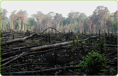 <p>sự phá rừng</p>