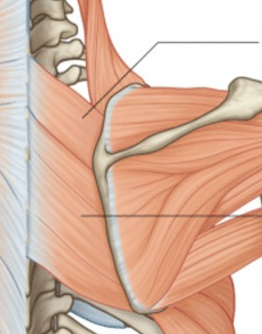 <p>lower</p>