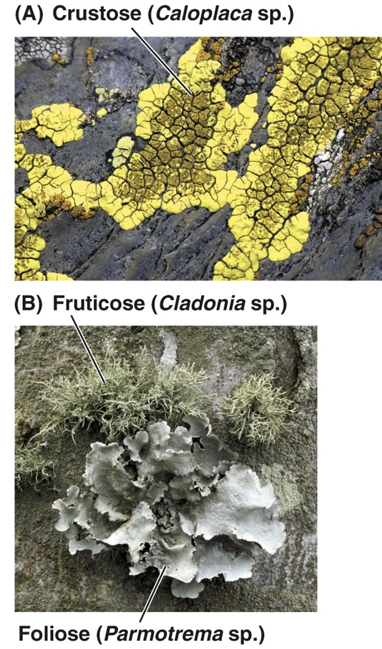 <p>Crustose - encrusting </p><p>Foliose - leaf-like, no branching </p><p>Fruticose - shrubbery-like, extensive branching </p>