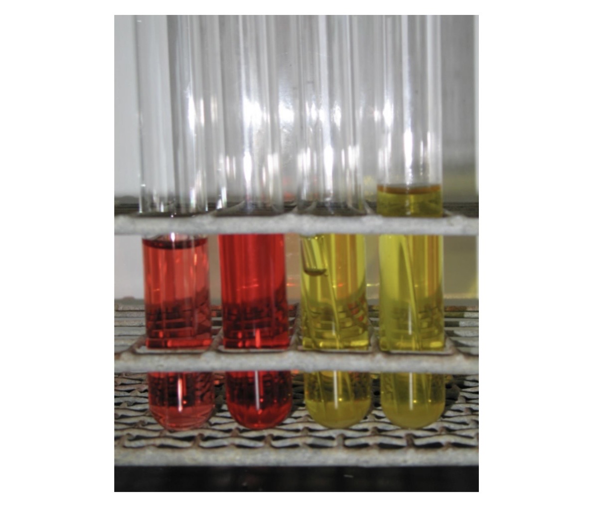 <p>The test above uses a series of sugars. </p><p>A. What is the name of these tests? </p><p>B. A bubble found in the Durham tubes of the positive test would indicate that? </p><p>C. But a bubble found in the durham tube of a negative test would indicate that?</p>