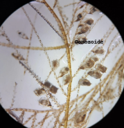 <p>Es una colonia de pólipos sésiles</p><p>Taxonomia: </p><ul><li><p>Filo: Cnidaria</p></li><li><p>Subfilo: Medusozoa</p></li><li><p>Clase: Hidrozoos</p></li></ul><p></p>