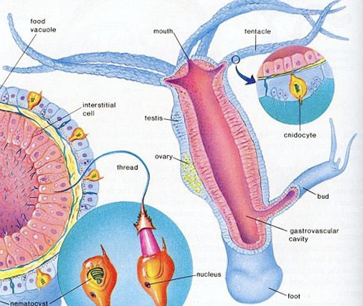 <p>What is the Class, Phylum, and Kingdom of the Genus Hydra??</p>