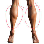 <p><span>"Calves" is the plural of calf, referring primarily to </span><strong><mark data-color="rgba(0, 0, 0, 0)" style="background-color: rgba(0, 0, 0, 0); color: inherit;">the young of cattle, elephants, whales, or seals</mark></strong><span>. It also defines the curved, muscular back part of the human leg below the knee. Usage includes livestock farming (e.g., "the ranchers tagged the calves") and anatomy (e.g., "she exercised her calves").</span></p>