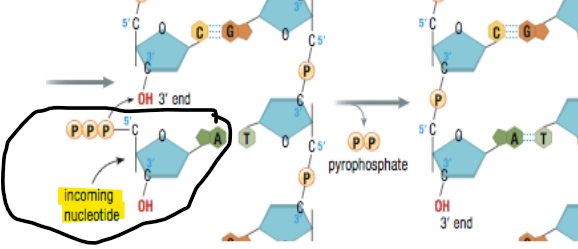 <p>Deoxyribonucleoside Triphosphates</p>